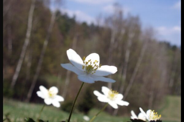 Jarní prázdniny – oznámení - základní škola Žákovská