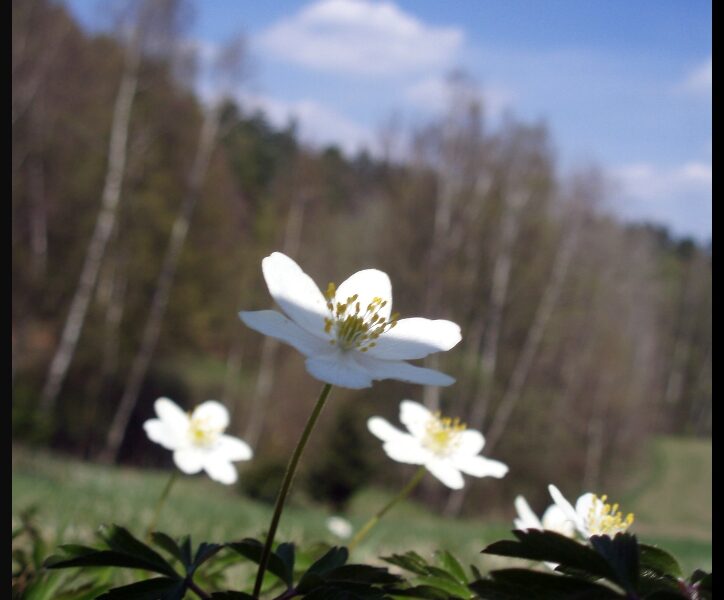 Jarní prázdniny – oznámení - základní škola Žákovská