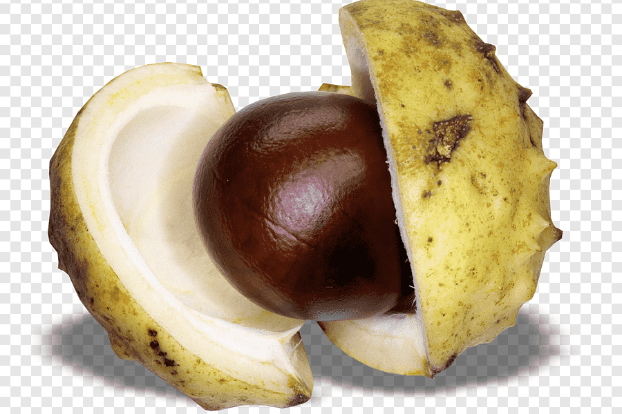 Výsledky sběru kaštanů - základní škola Žákovská