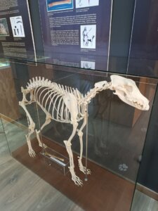 Školní výlet IV.B Archeopark Chotěbuz, 9.9.2026 - základní škola Žákovská