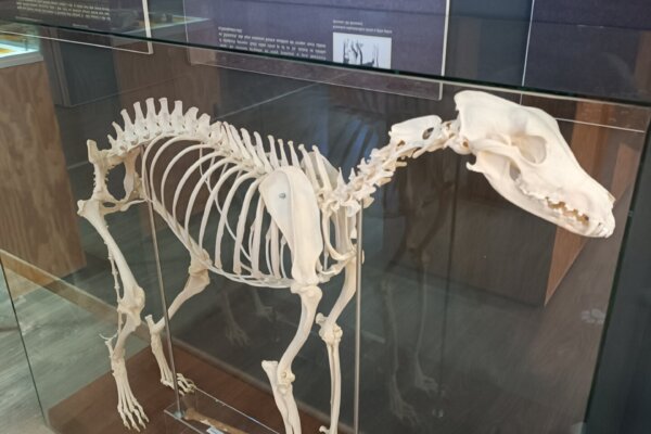 Školní výlet IV.B Archeopark Chotěbuz, 9.9.2026 - základní škola Žákovská
