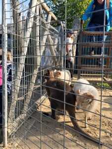 Máme rádi zvířata, protože jsou chlupatá - základní škola Žákovská